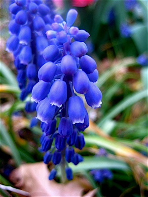 Grape Hyacinth. How about that texture.