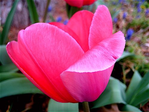 Pink Perfection Tulip