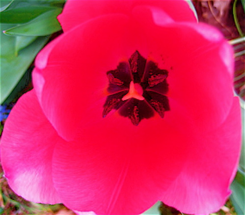 Ooooo. The inside of the Pink Perfection Tulip.